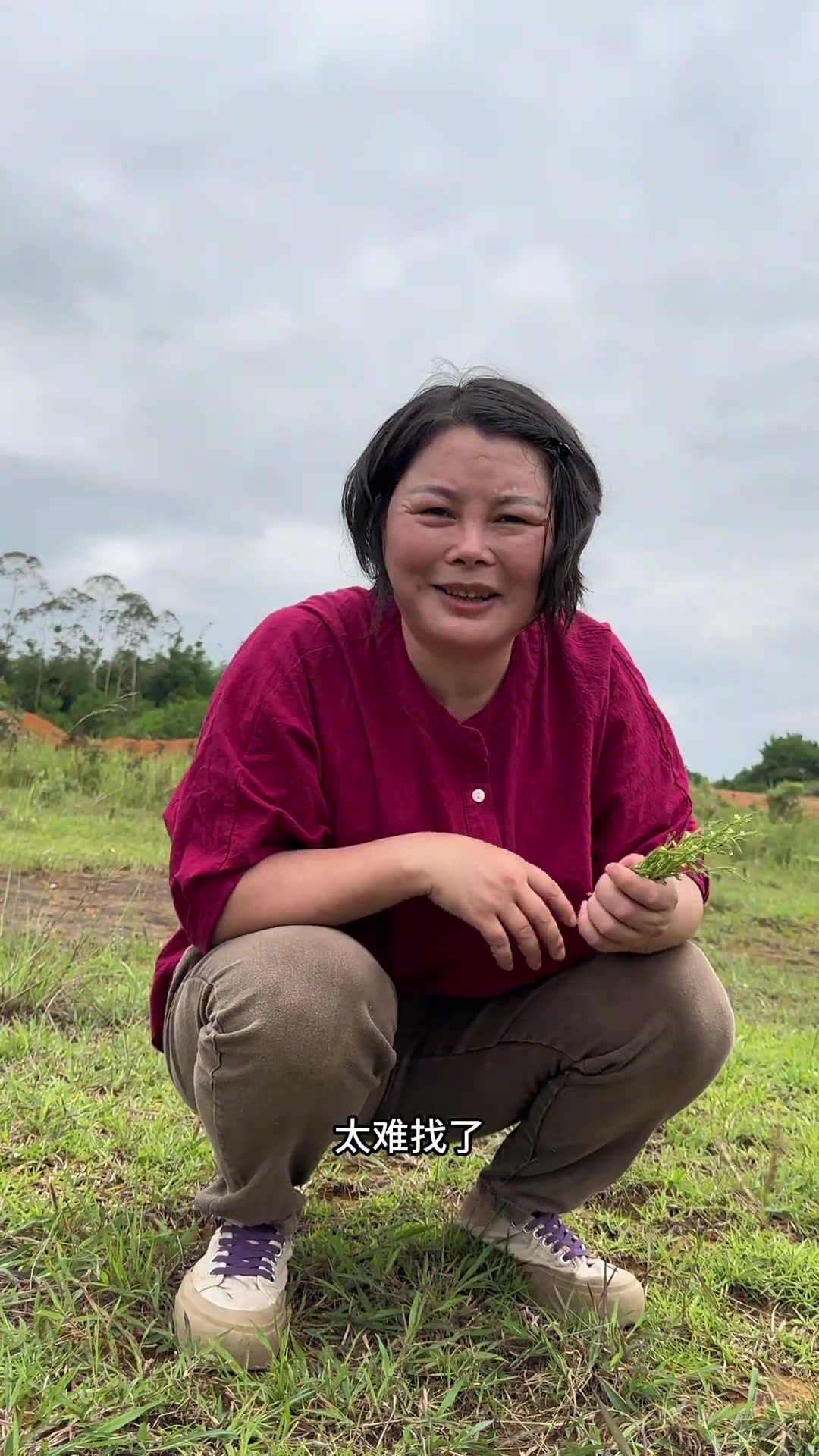 “杂草黄金”独脚金,小时候放牛到处都是,现在越来越少了