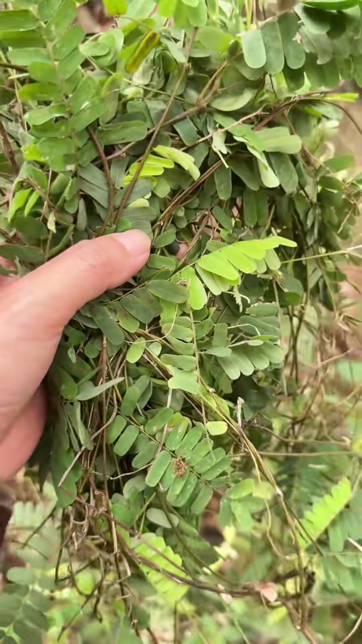 鸡骨草泡茶,山茨菇煲汤鸭汤