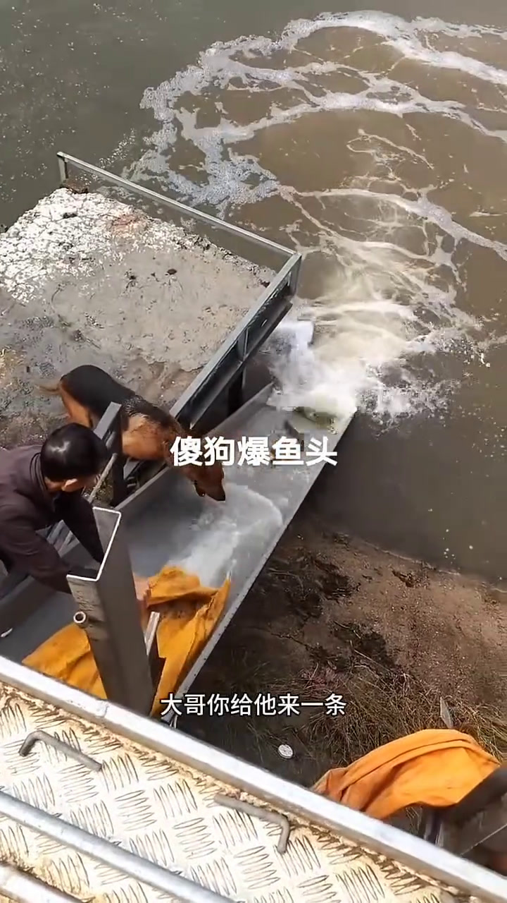 狗狗狗狗今天想抱鱼头!