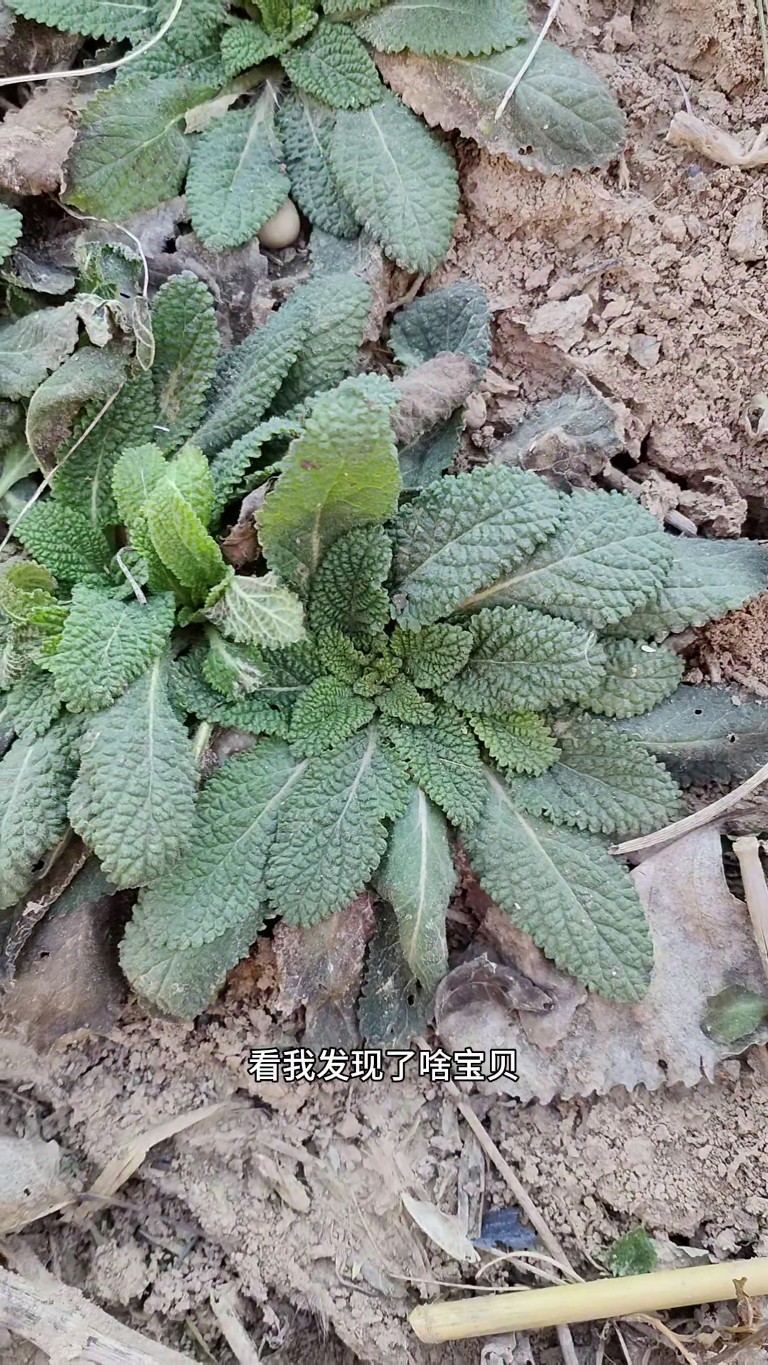 蛤蟆草,人称“痔窗草”,也是冬季罕见的野菜