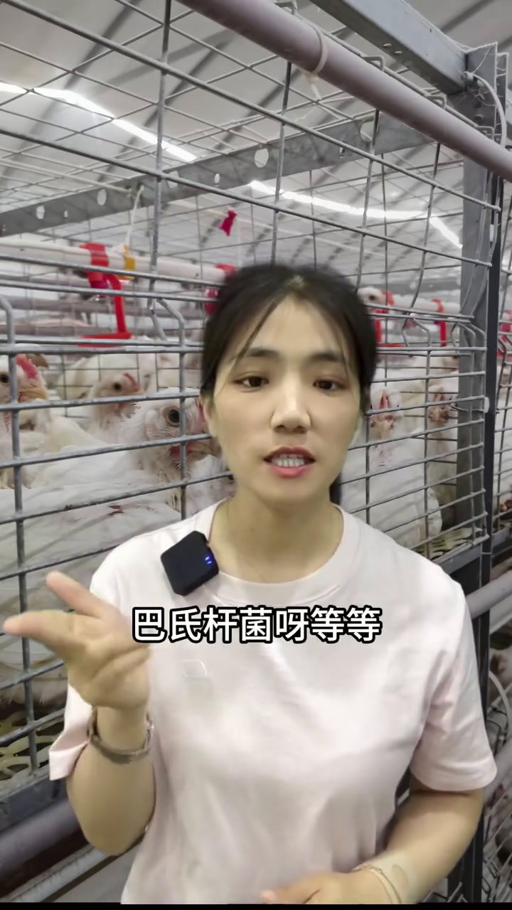 养鸡技术 肉鸡 养鸡就是养肠道
