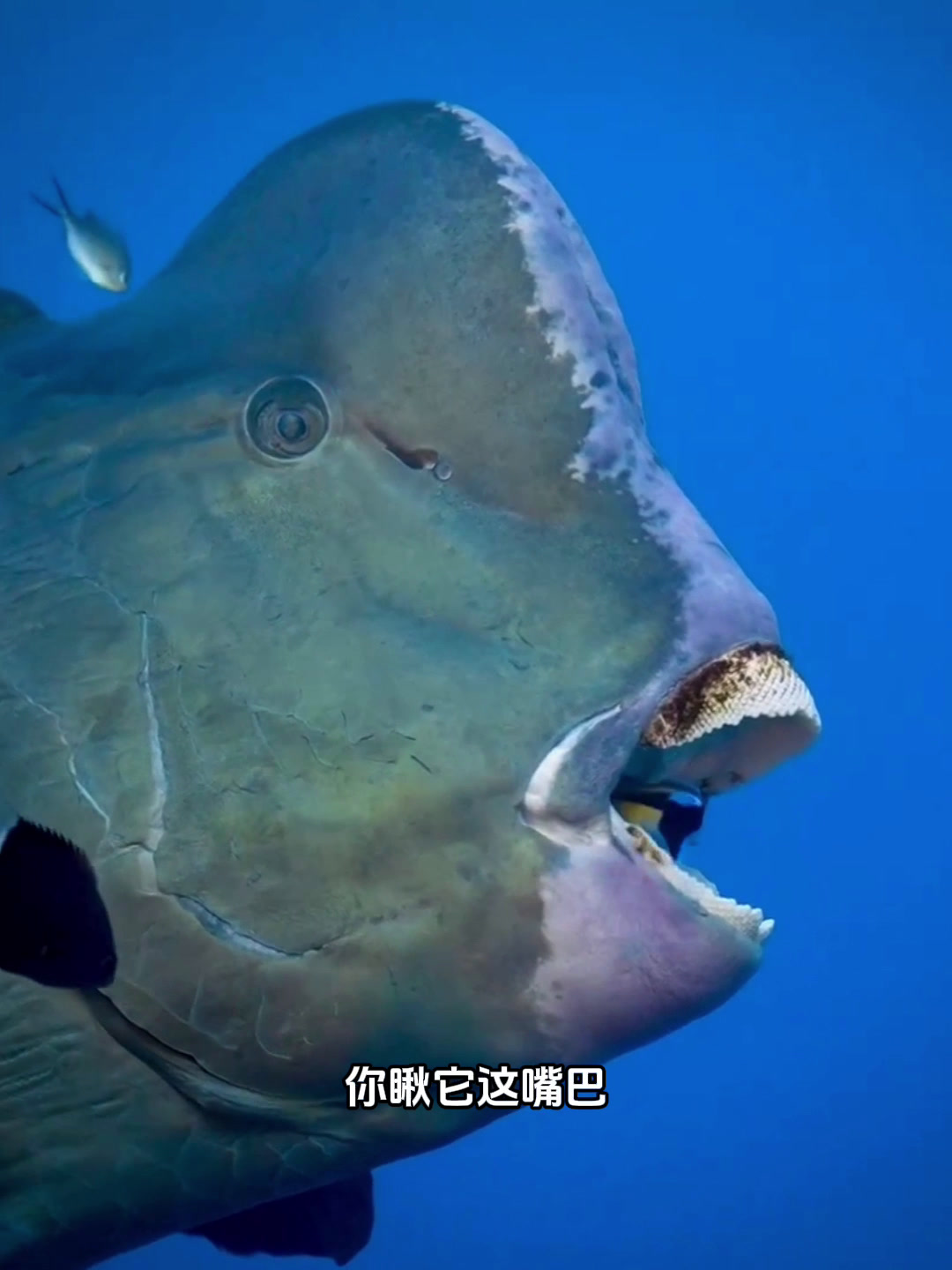 隆头鹰嘴鱼!明明是水里的居民,却长了副鹦鹉似的巧嘴