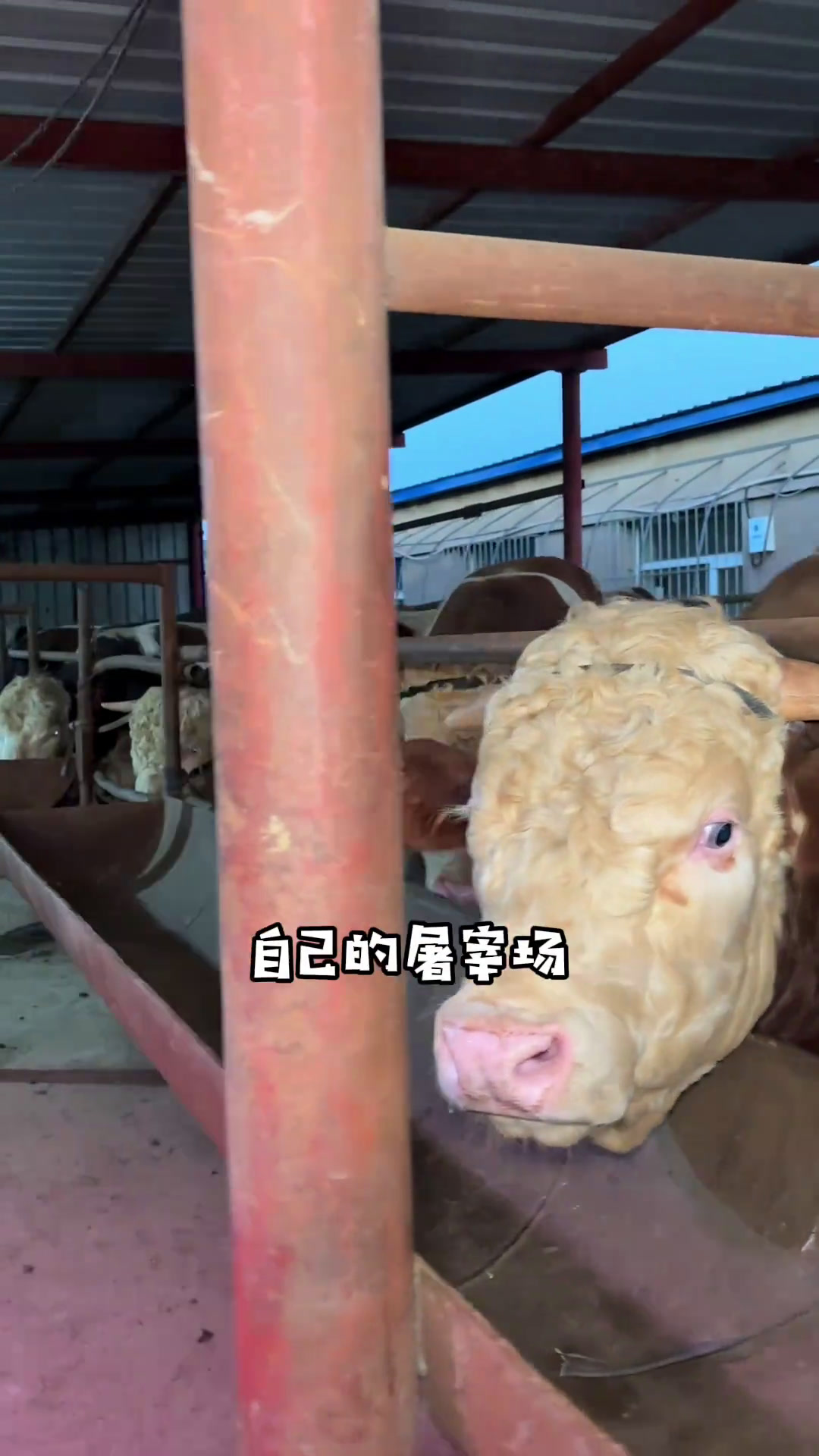买新鲜的牛羊肉来这家真行嘎嘎实惠清真牛羊肉鲜牛肉沈阳牛羊肉真材实料才能做出好味道沈阳有多少
