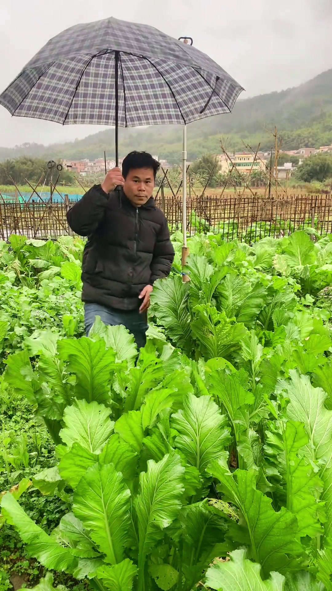 自家菜园种的广宁大芥菜 广宁大芥菜 可以菜干 腌制酸菜