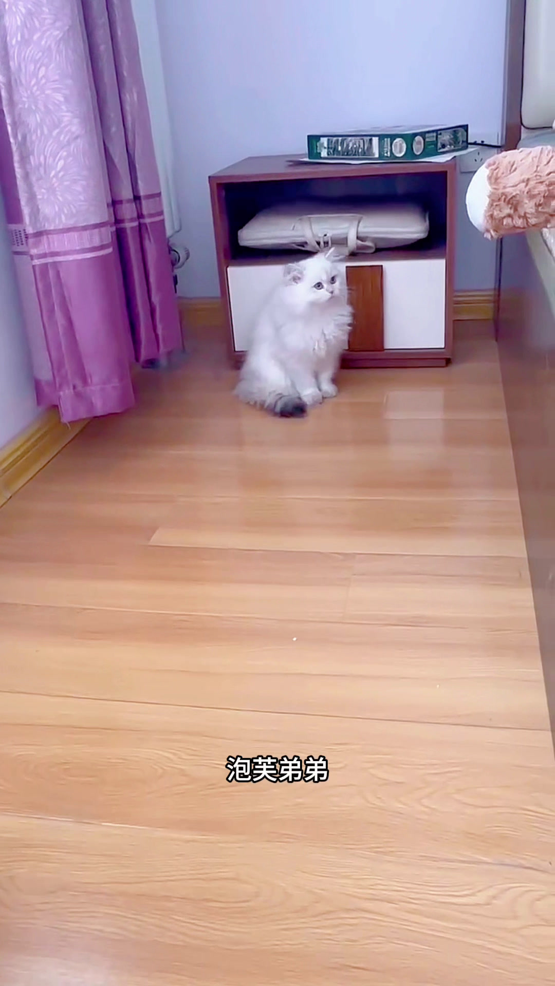 泡芙弟弟开启幸福喵生