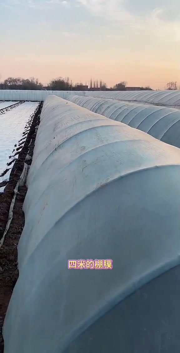 香菜种植方法