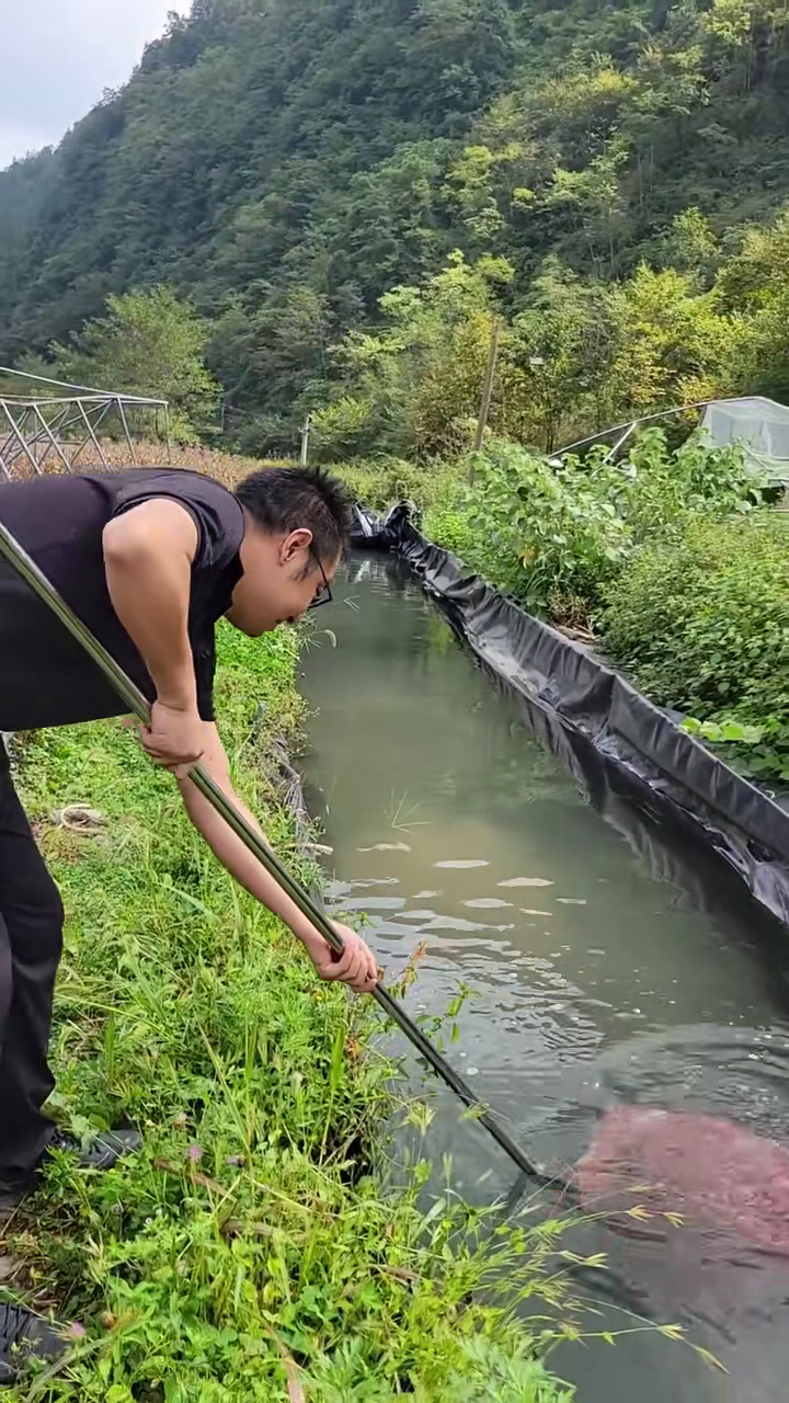 兴山洋鱼条子
