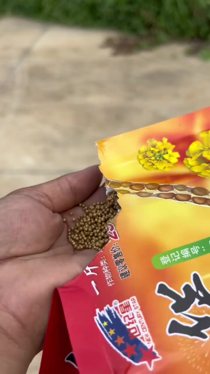 黄籽粒油菜种子,它是高产高油矮秆杂交甘蓝品种