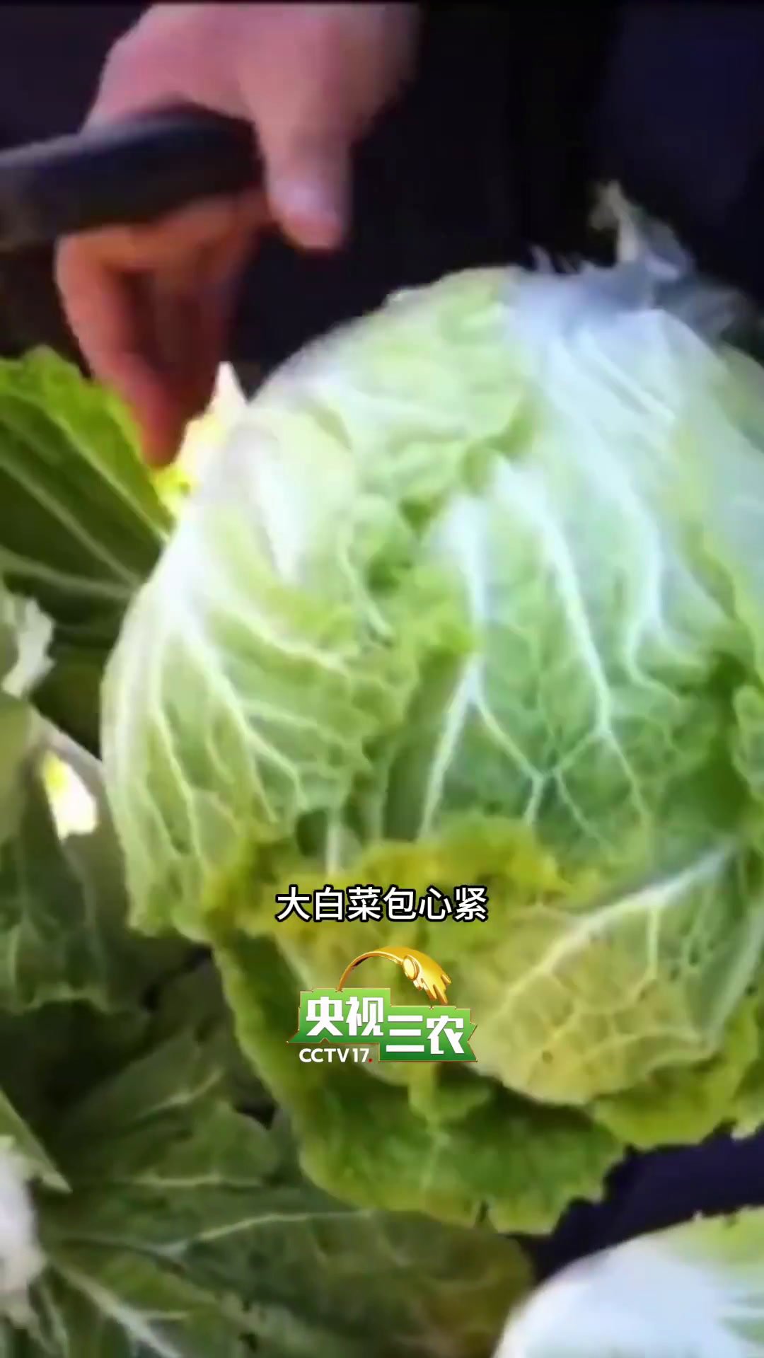 大白菜、小白菜、娃娃菜,是“亲戚”吗?