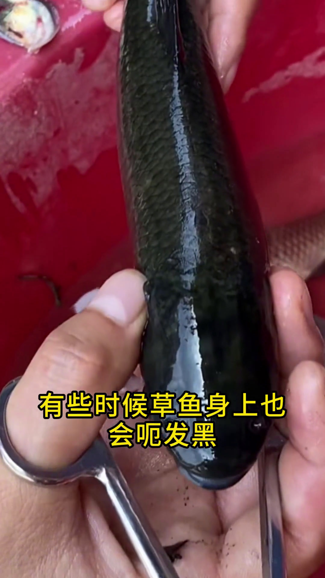 草鱼有了寄生虫,有何表现,用什么方法效果好?