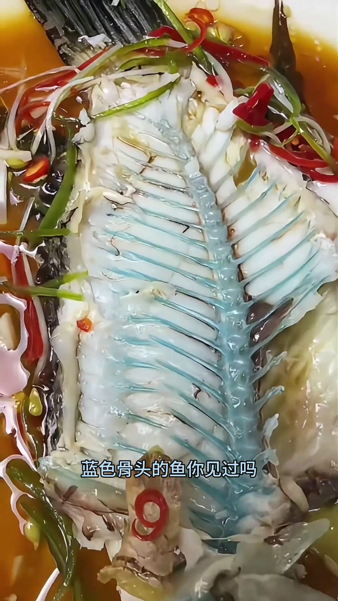 蓝骨彩苏眉 对标苏眉鱼的可食用品种,彩苏眉,特有的蓝色骨头