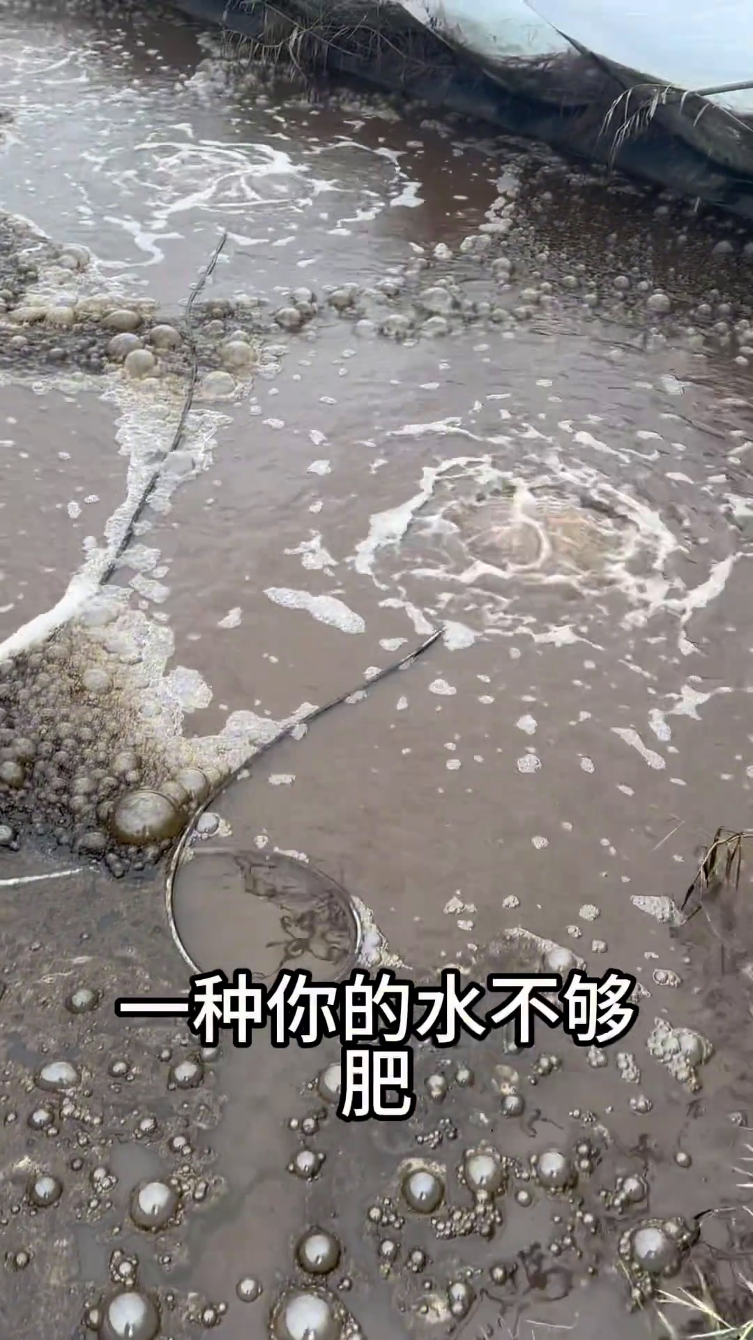 从前说法比较单一,养虾先养底。现在说法就多了,虾子游塘了