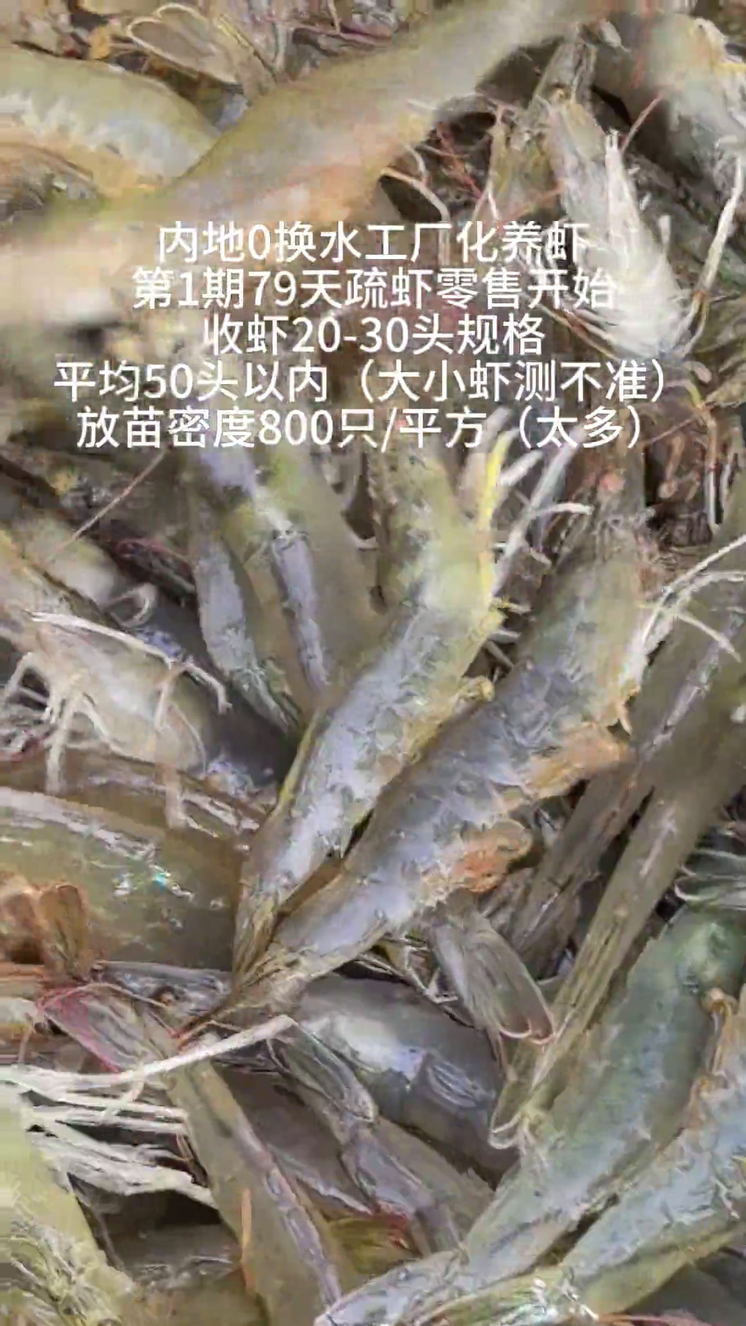 内陆0换水第1期工厂化养虾