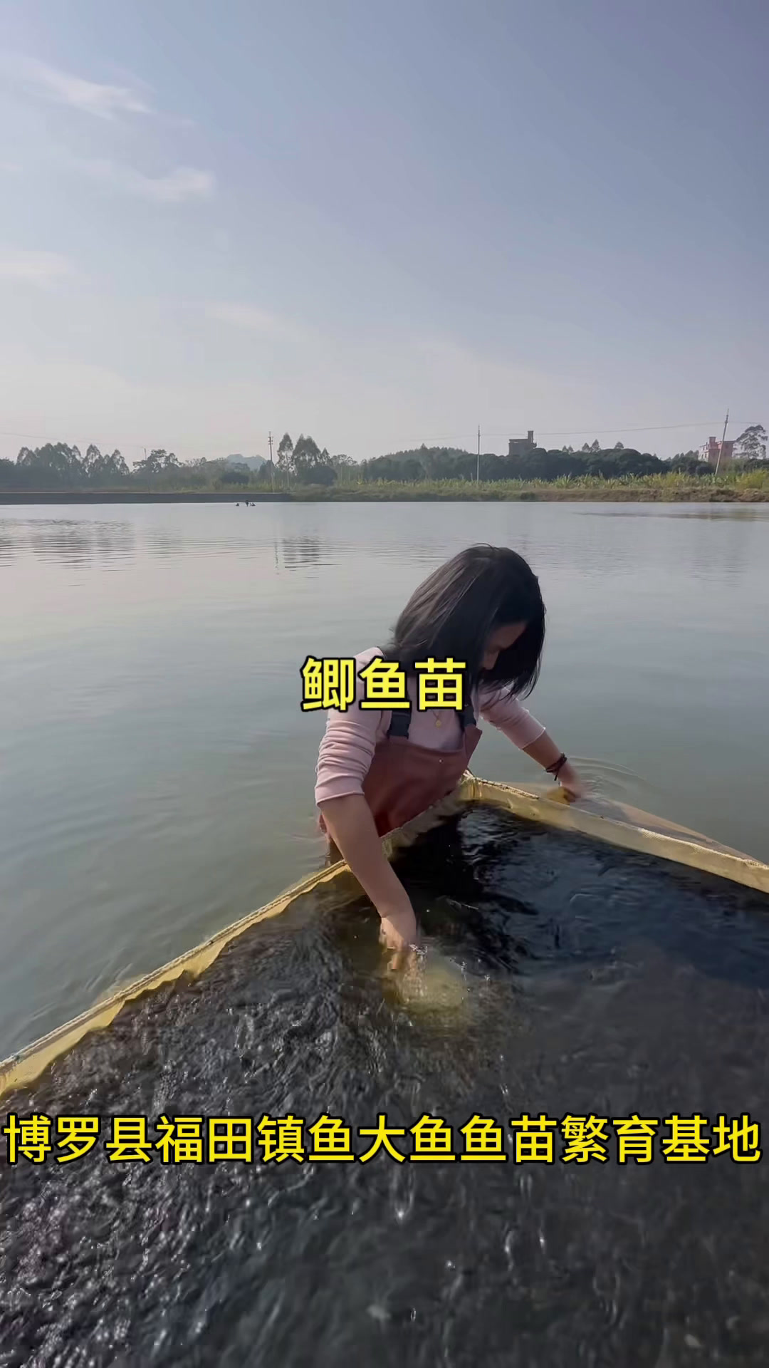 鲫鱼苗3-4公分左右长