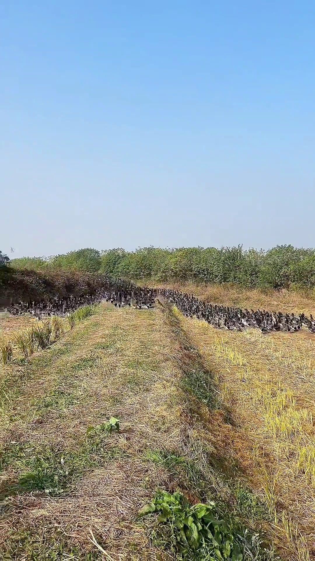 舒城特色美食 农村稻田散养麻鸭