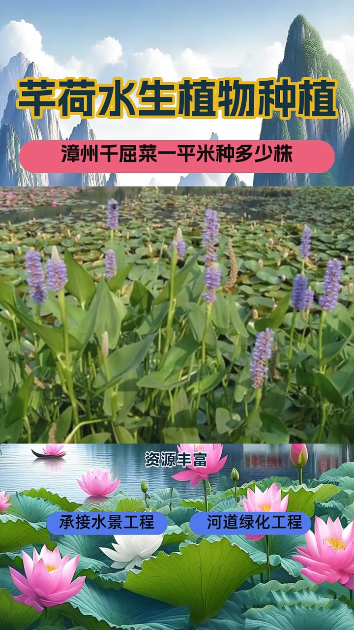 千屈菜价格多少