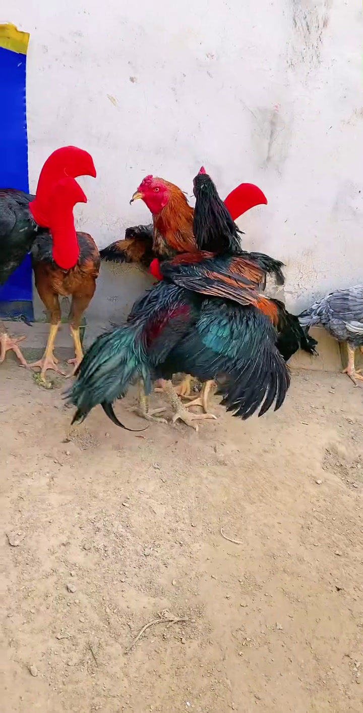 越南斗鸡比赛进来欣赏一下