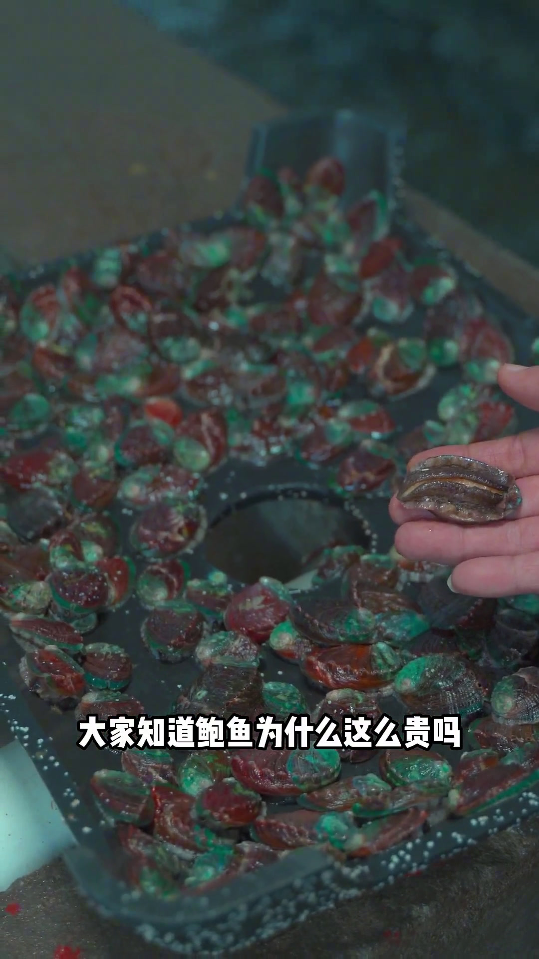 想吃新鲜肥美鲍鱼吗,跟我来!