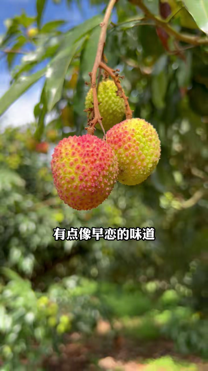 不一样的妃子笑,不一样的甜蜜味道