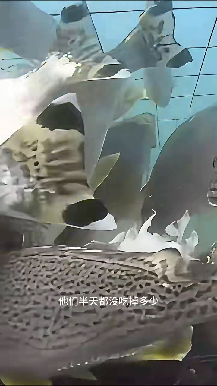 把新鲜的鲱鱼肉放进笼里当诱饵,结果捕到一只超级大青蟹