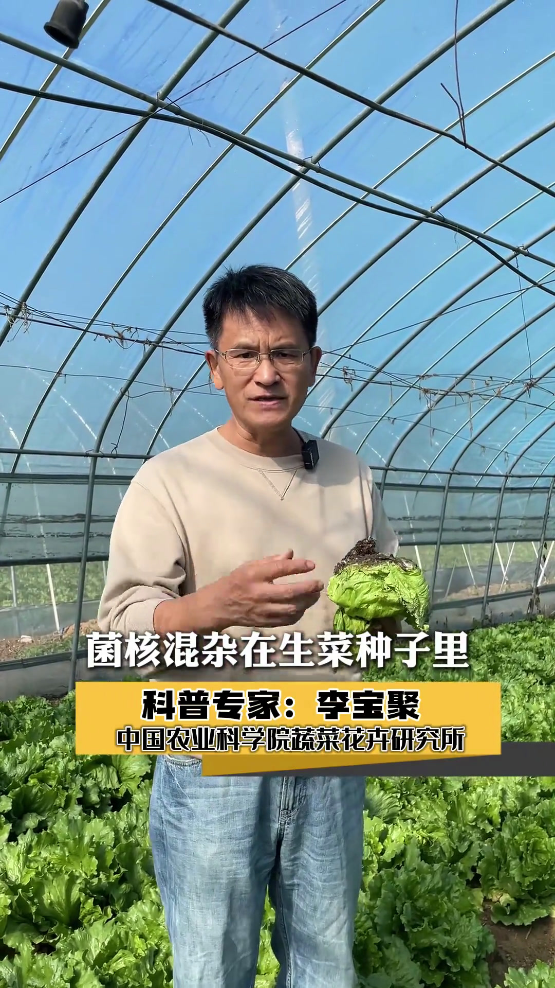 生菜菌核病影响收成,应这样防治!