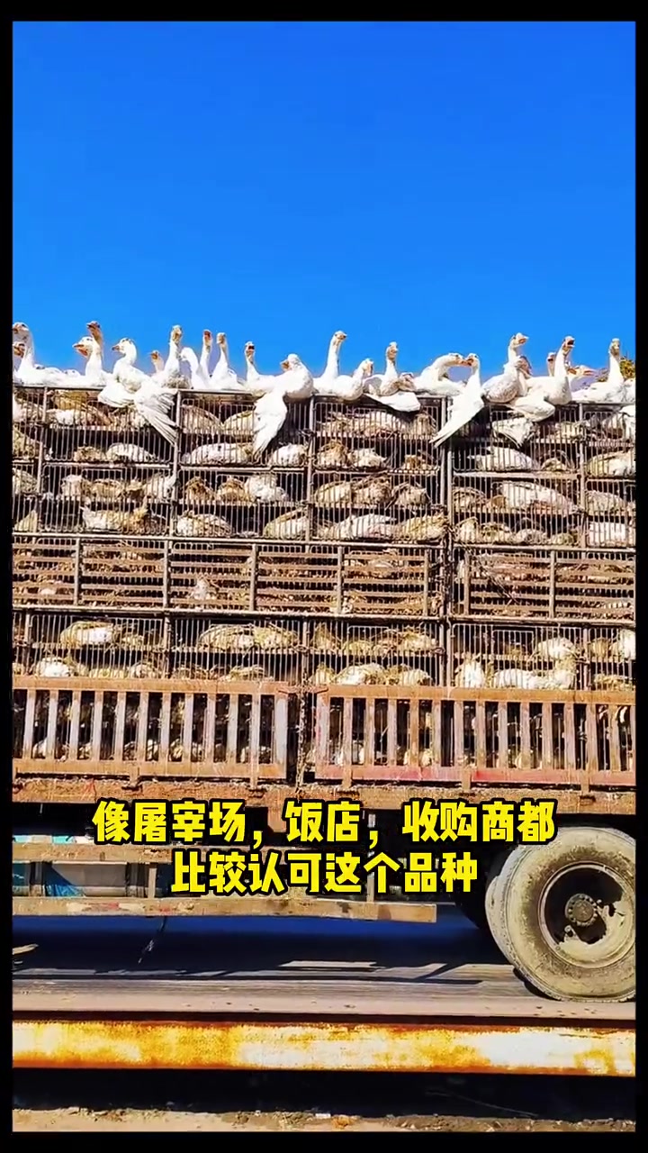 养鹅新手怕踩雷就养大三花!