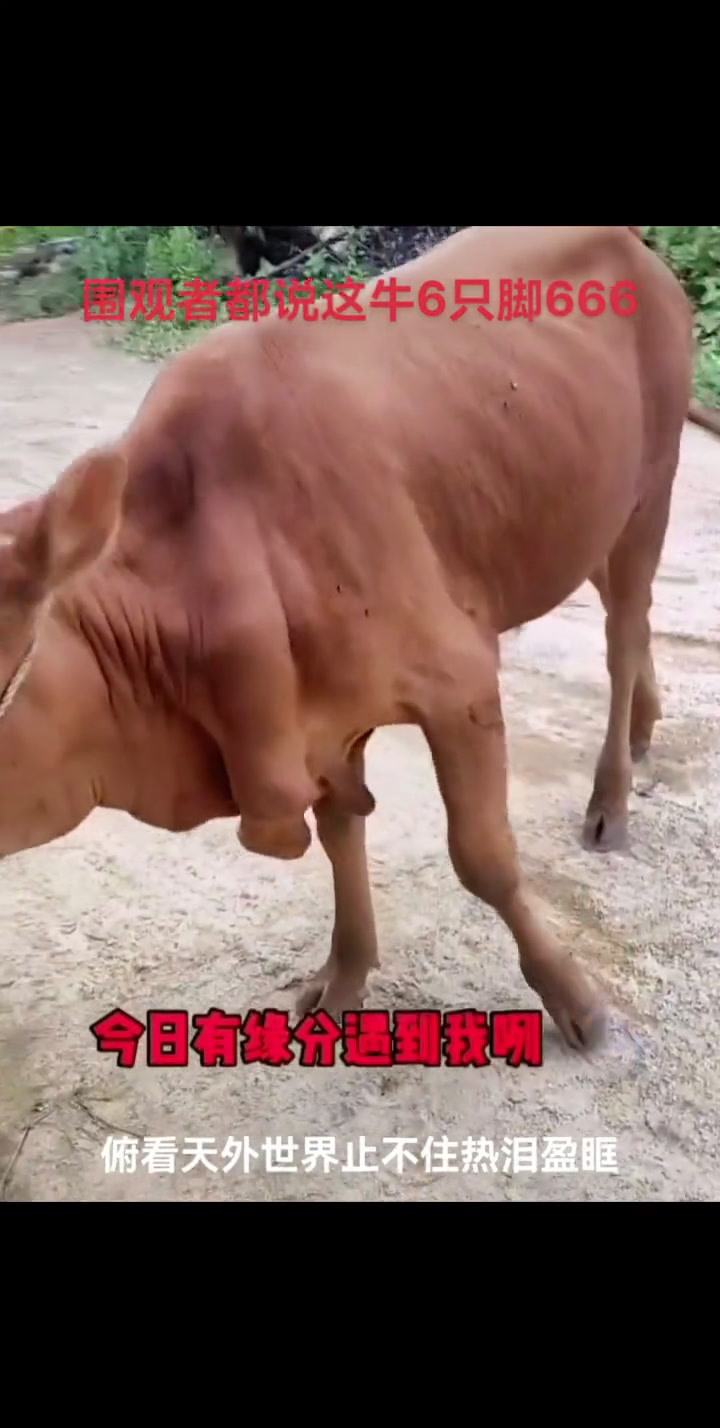 牛肉干这样做,很有味道,您学会了吗土黄牛这牛太厉害了