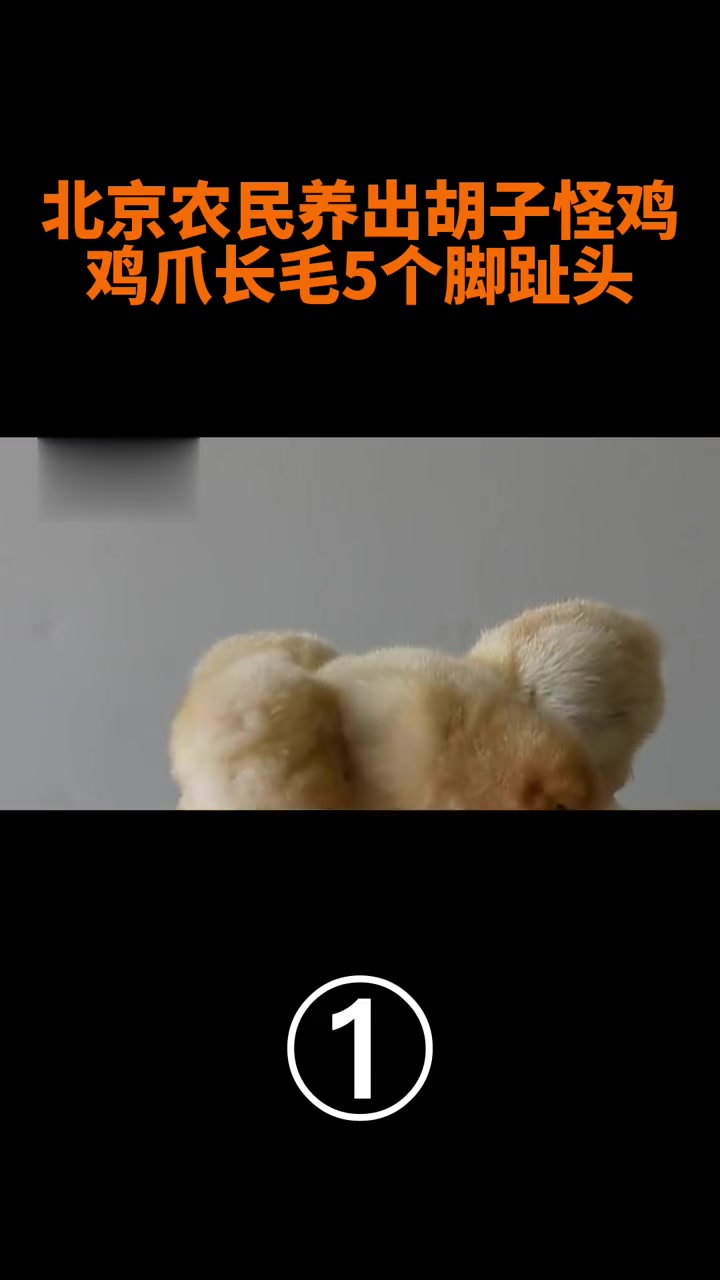 北京农民养出长胡子的鸡,5个脚趾头还长毛,专家连夜收走研究?