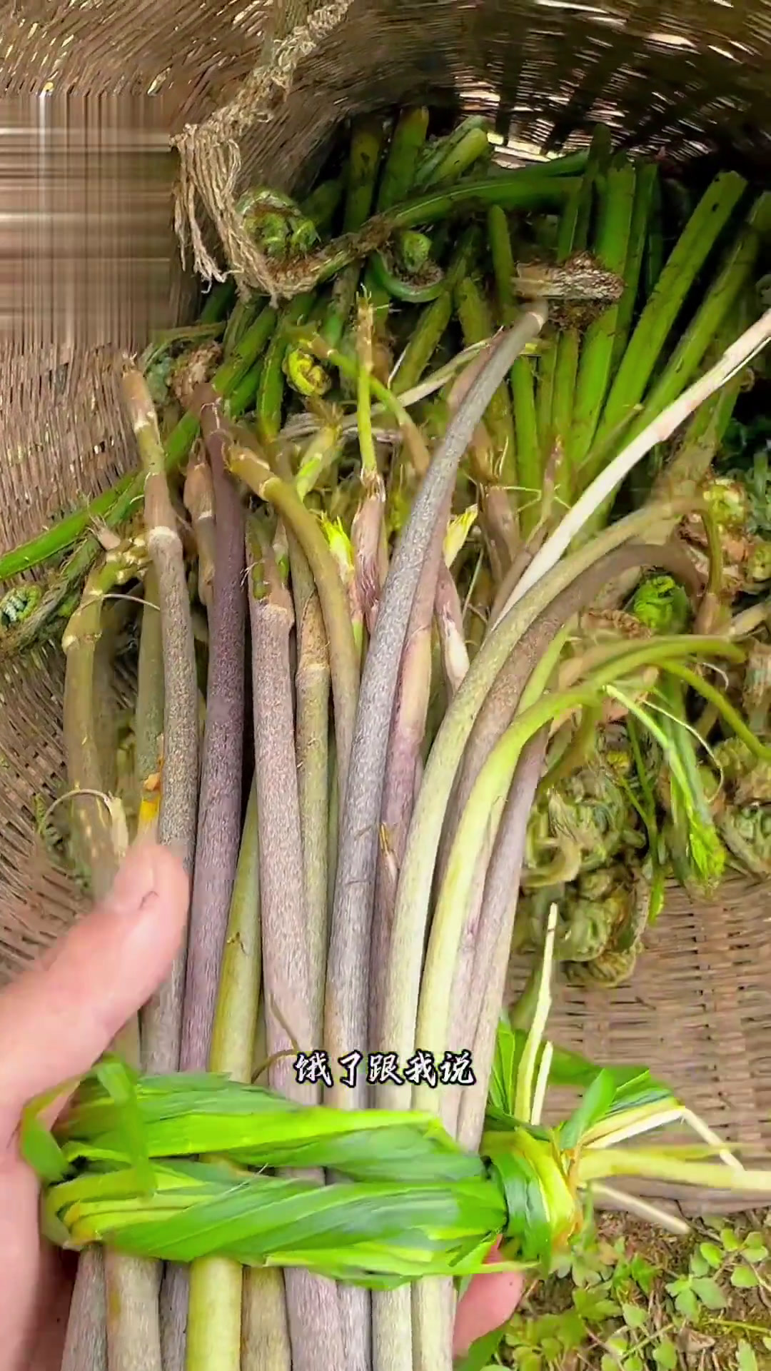 个人排行榜,牛尾巴,刺老芽,竹笋,大山蕨,黄瓜菜