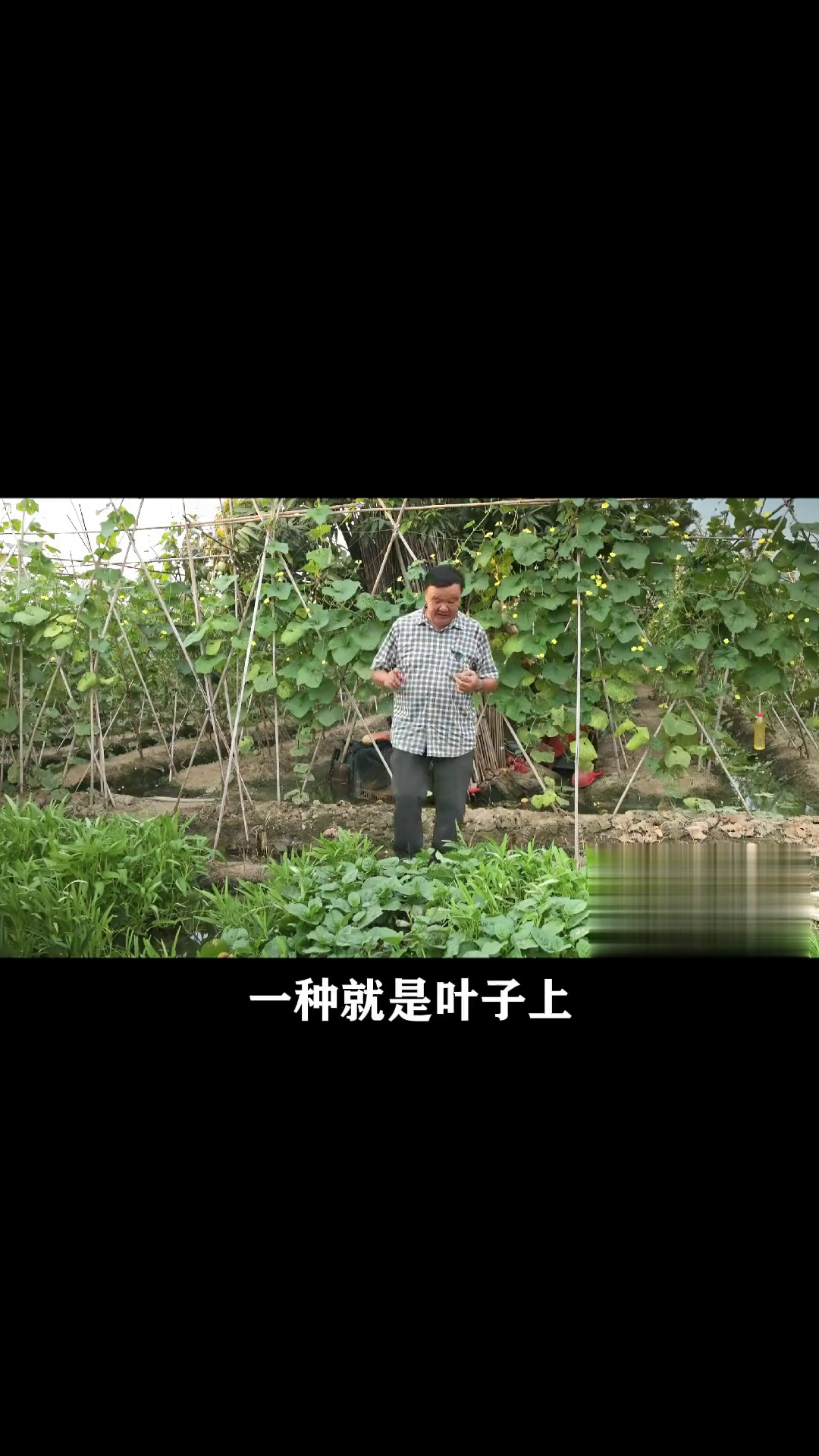 潺菜木耳菜,病虫害防控