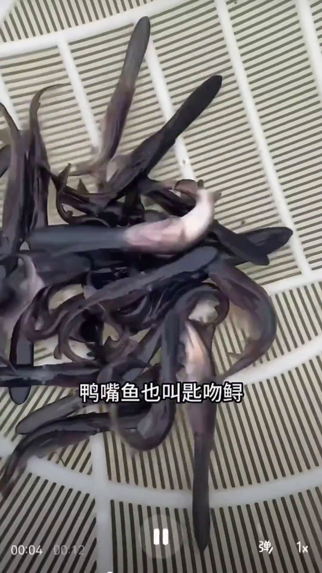 科普:螃蟹塘里套养鸭嘴鱼,一亩地二十个。滤食性鱼类
