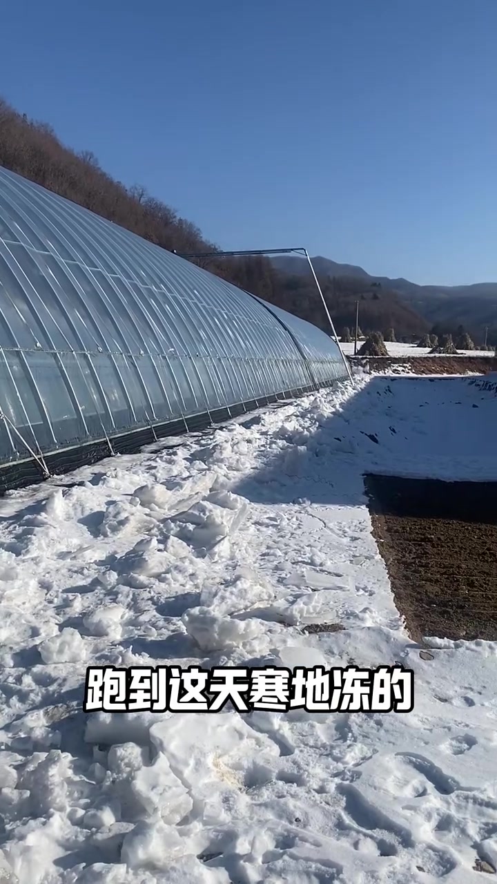 极寒地区高标准大棚,种植有机好口感的蔬菜,大家觉得怎么样?