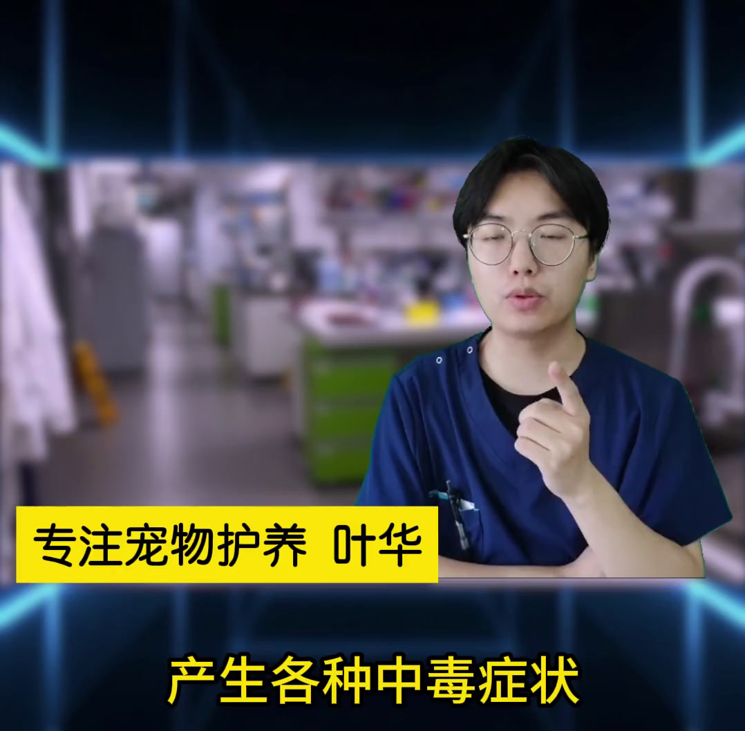 狗吃巧克力,真的会致命吗?