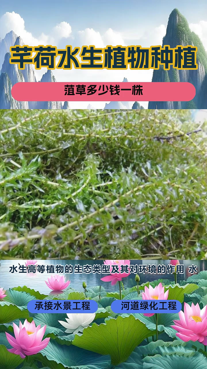 微齿眼子菜