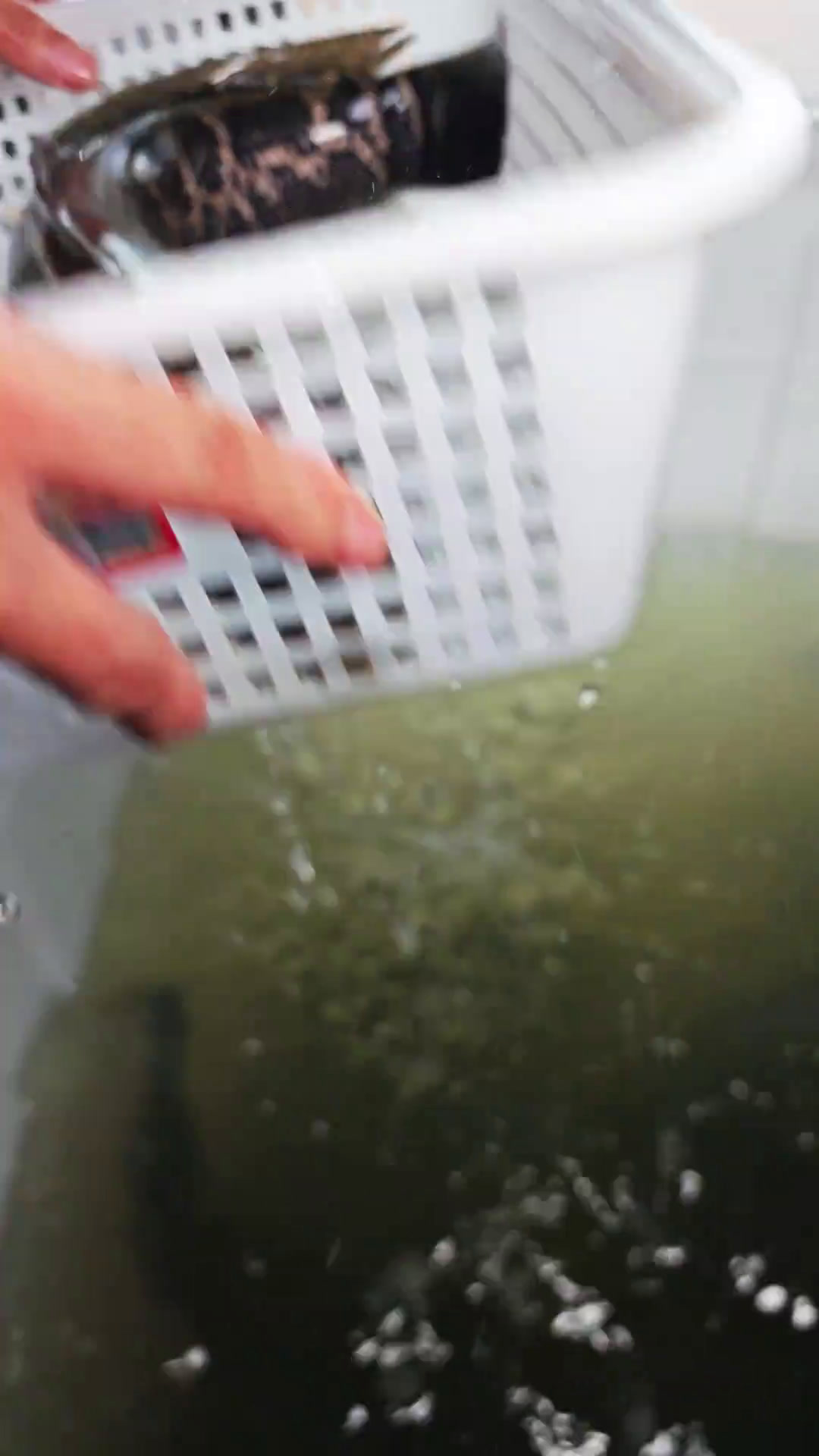 三个烤鱼匠来阿勒泰望湖了,每一条鱼都是活鱼现烤,鲜味十足麻辣烤鱼,川式烤鱼,蒜蓉烤鱼,自调