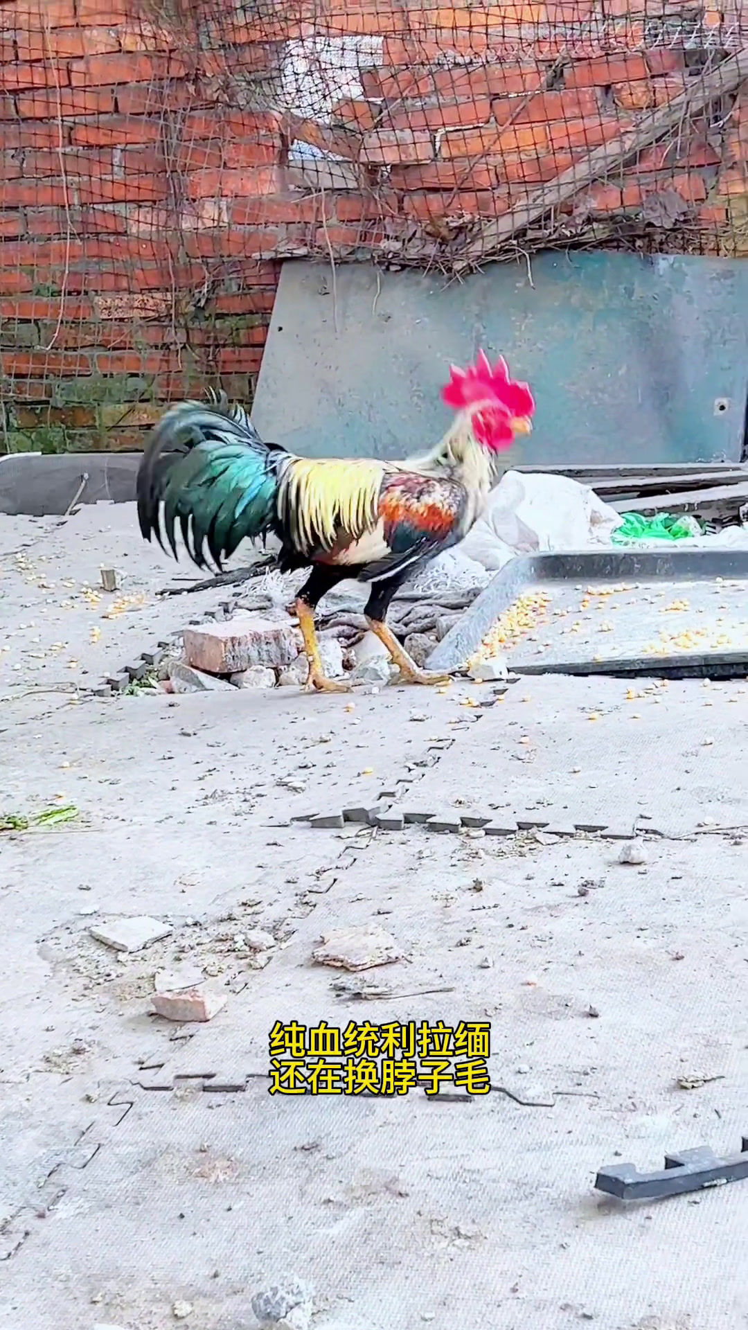 大冠斗鸡能否以一敌百,打100个土鸡,怪腿进村