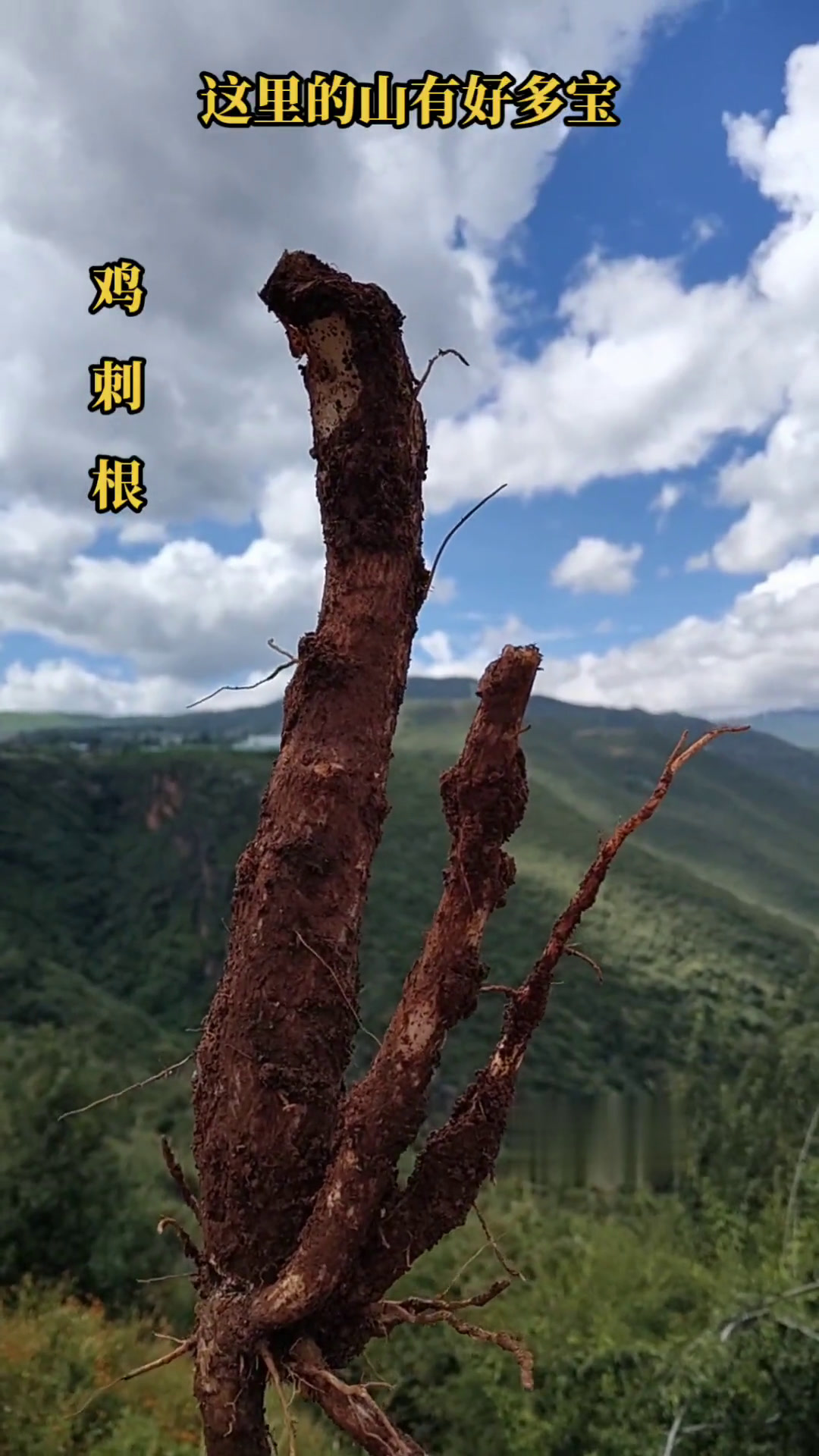 这里的山有好多宝:鸡刺根(马刺根)与和尚头(续断),认识吗