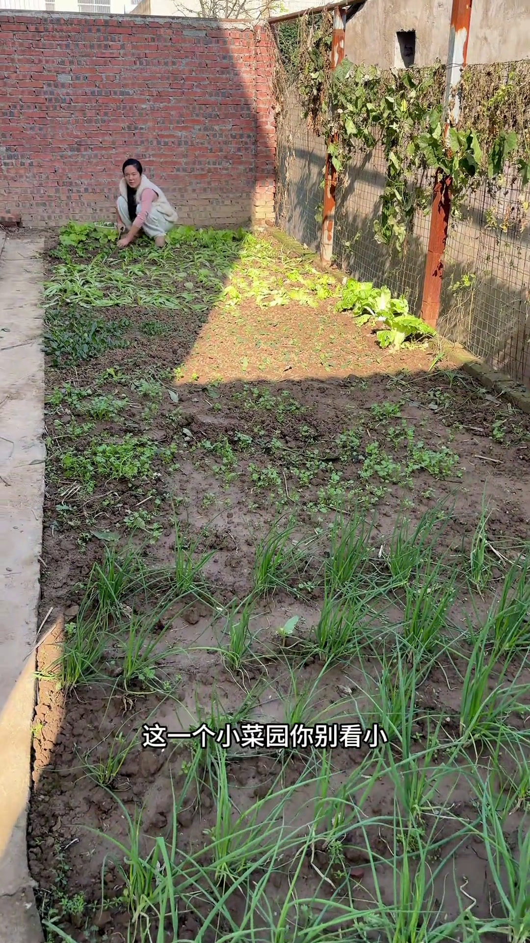 媳妇跟奶奶学栽菜还打算弄个家庭版蔬菜棚