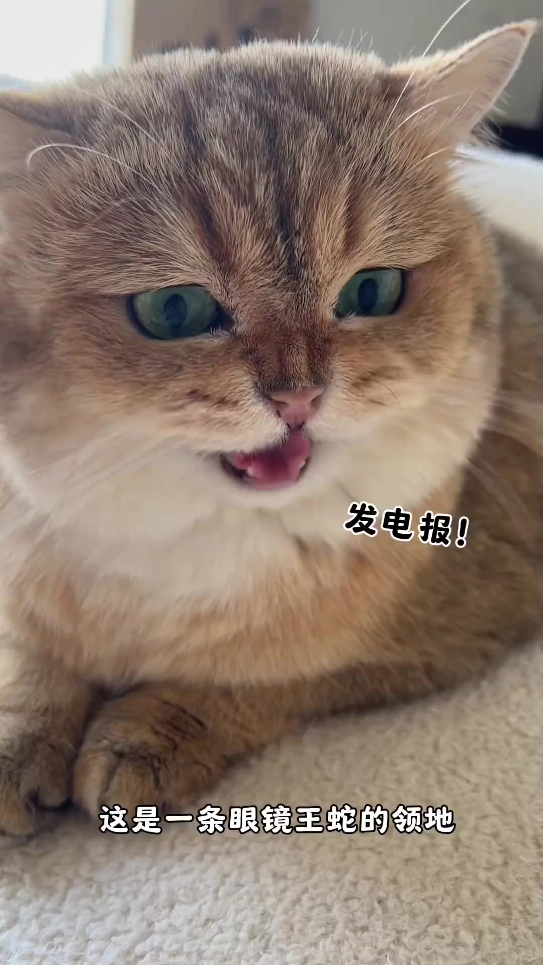 一条危险的金黄面包蛇
