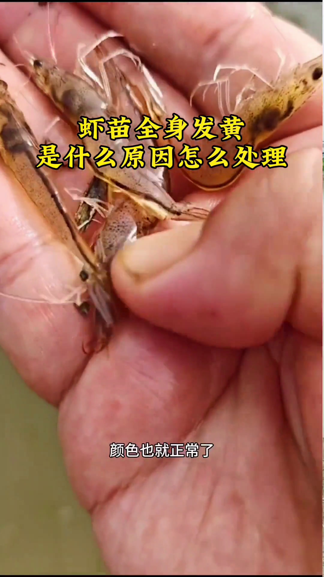 南美白对虾养殖技术,虾身体发黄是什么原因?养虾技术
