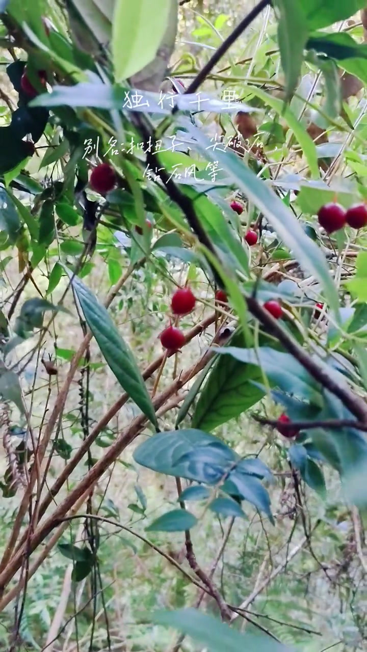 独行千里,为白花菜科植物尖叶槌果藤的根及叶