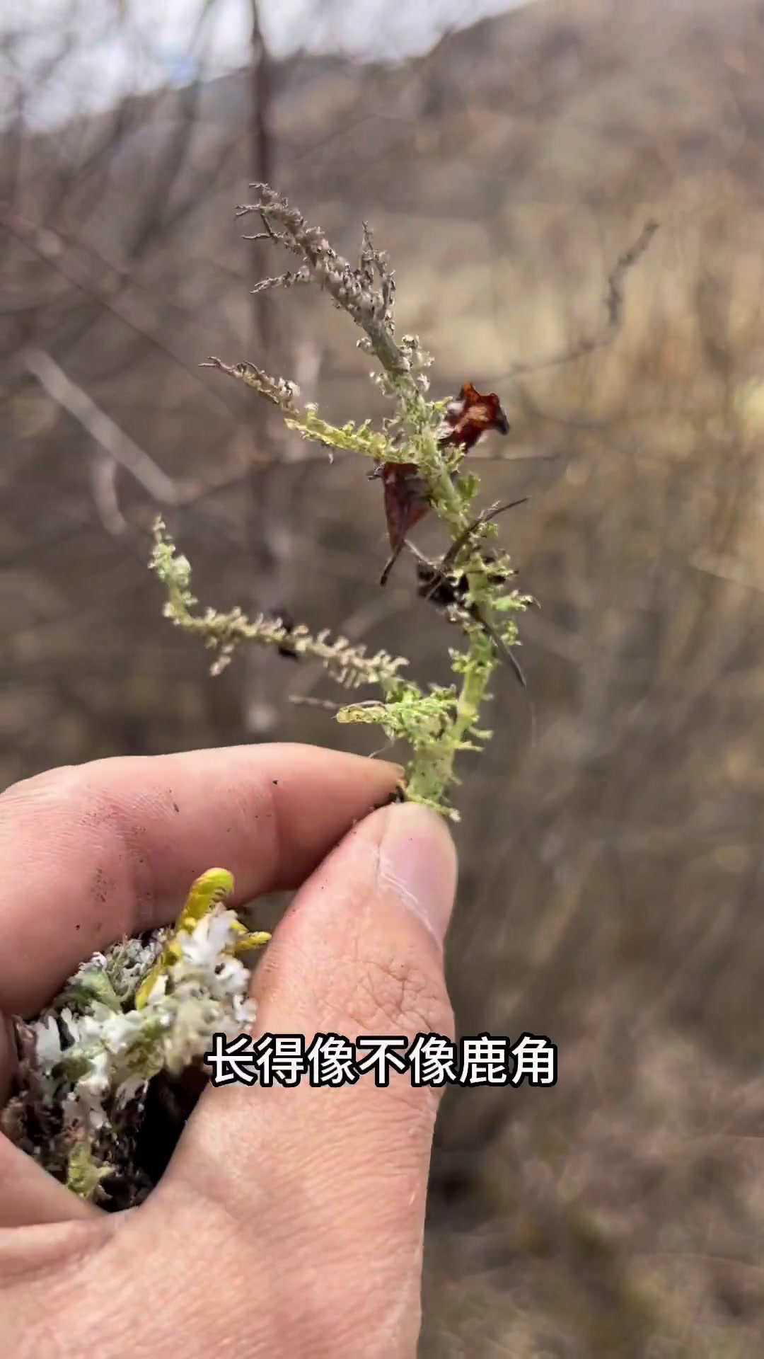 鹿角菜的吃法分享给你们了,虽然说甘肃特产有的老乡都不知道