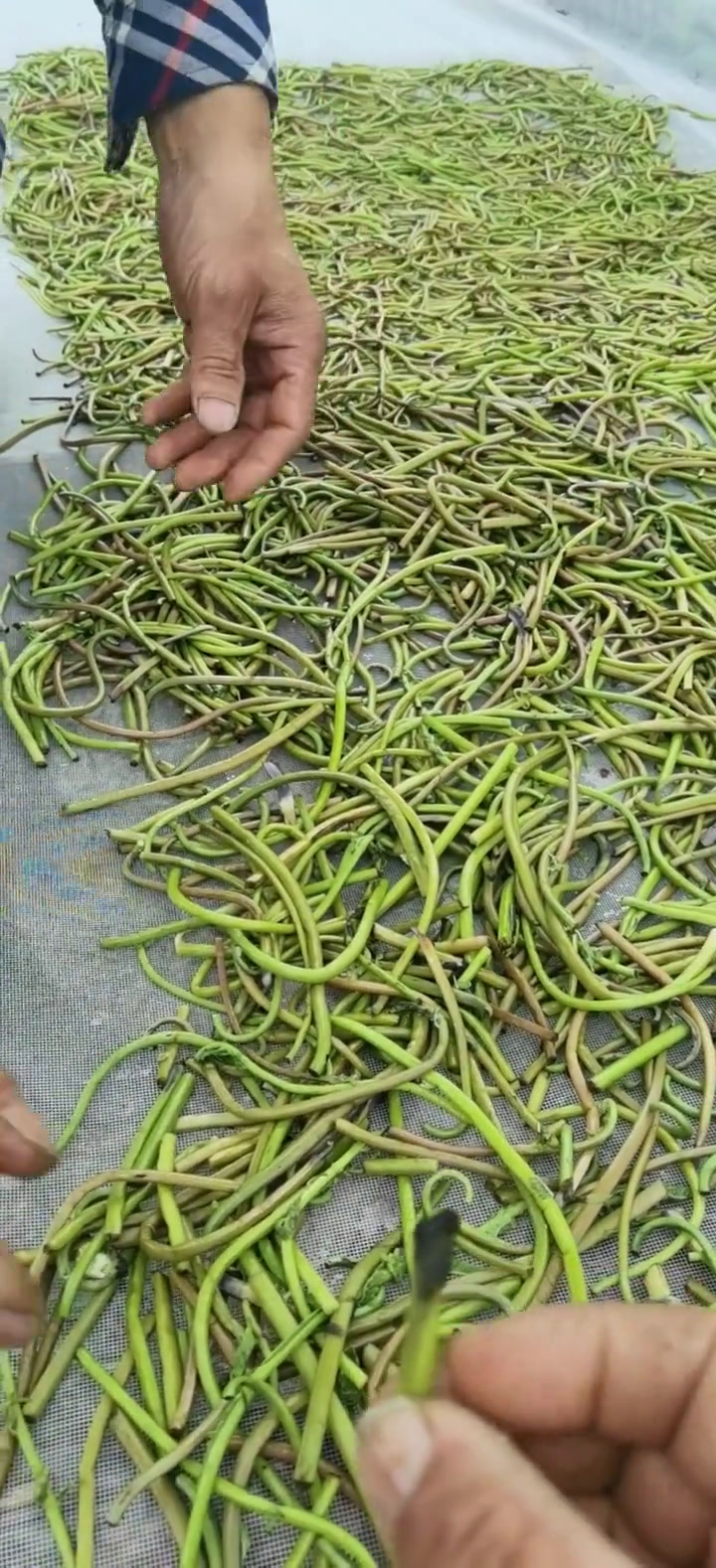 薇菜也叫牛毛广,凉拌,炒肉,炖鸡味道鲜美