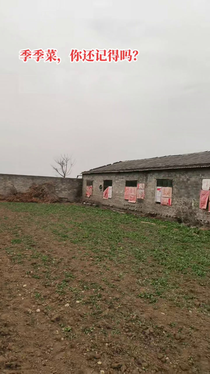 田间无闲草,认识都是宝。季季菜包饺子吃