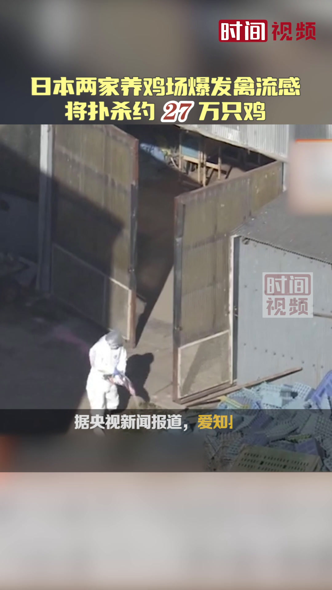 日本两家养鸡场爆发禽流感将扑杀约27万只鸡