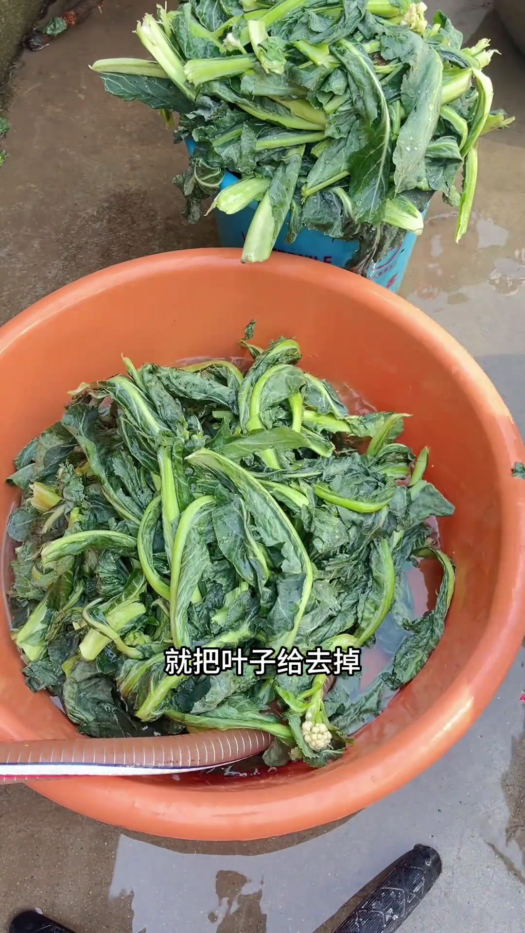 菜花叶子烀咸菜给肉都不换,你们都吃过吗记录真实生活宝妈日常自己种的纯天然的绿色蔬菜
