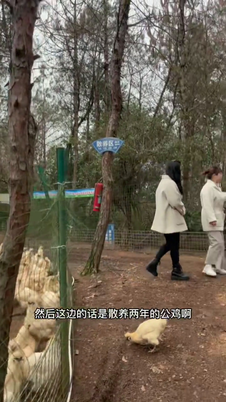 第3集丨泰和乌鸡企业,走进白凤村丨