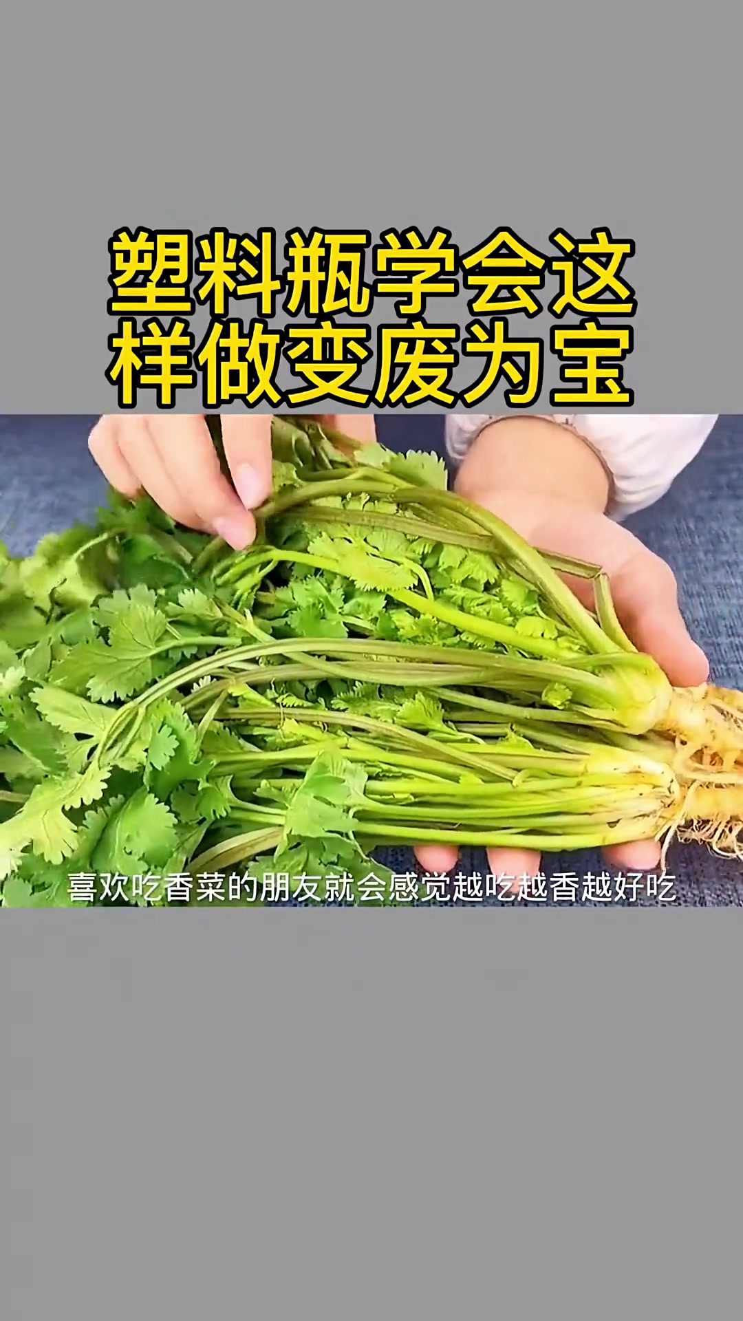 手把手教你利用饮料瓶,水培种植蔬菜方法