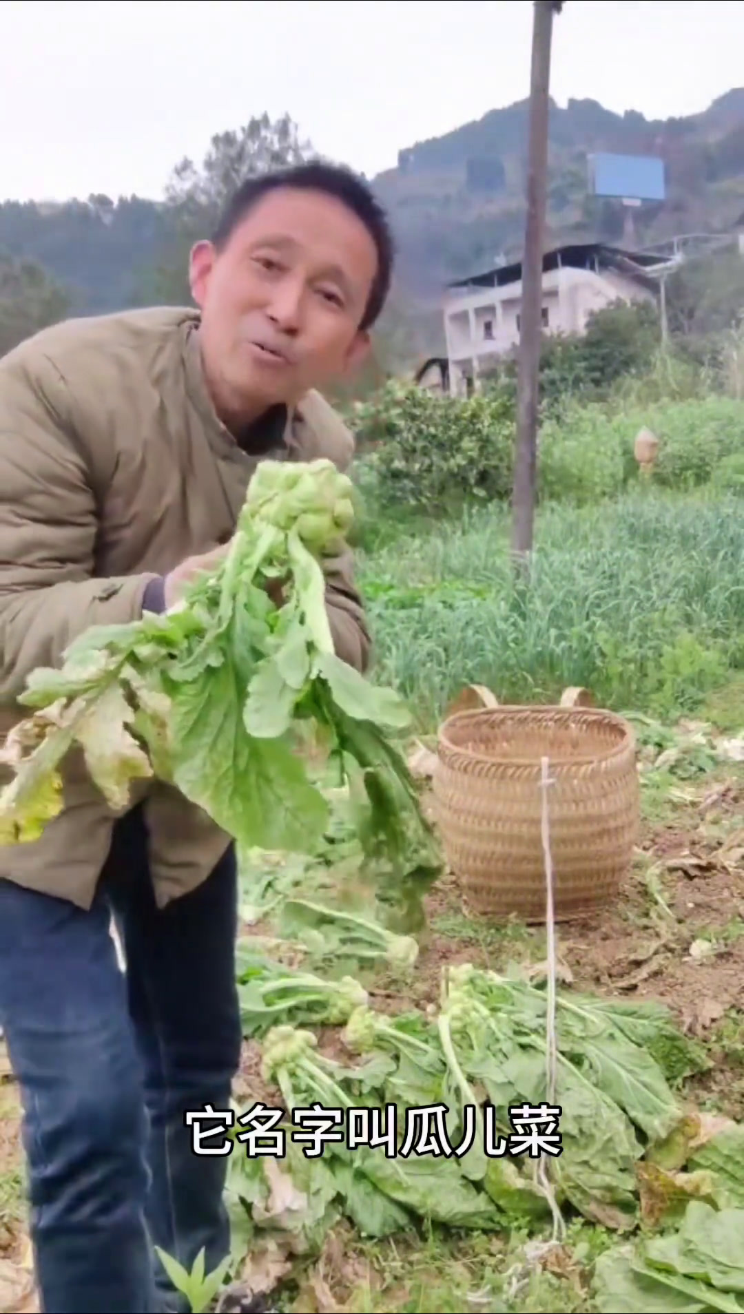 榨菜又名瓜儿菜,是我们川渝下饭的一种咸菜……