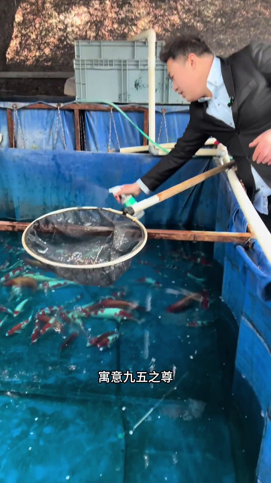 上海网友选 鱼缸养的 要求侧面花纹好看 这样一组 你给多少分